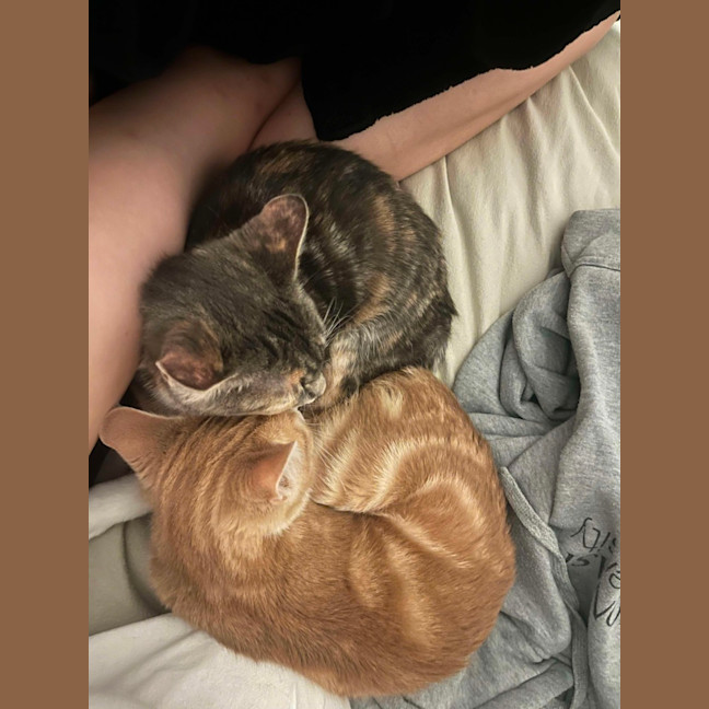 Photo of Purrl & Punchy! 