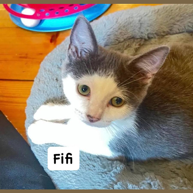Photo of Fifi 