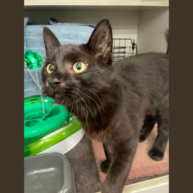 Photo of Trickle  Meet Me At Pe Tstock Milperra