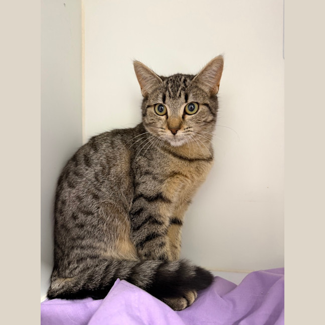 Photo of Little Miss Sunshine