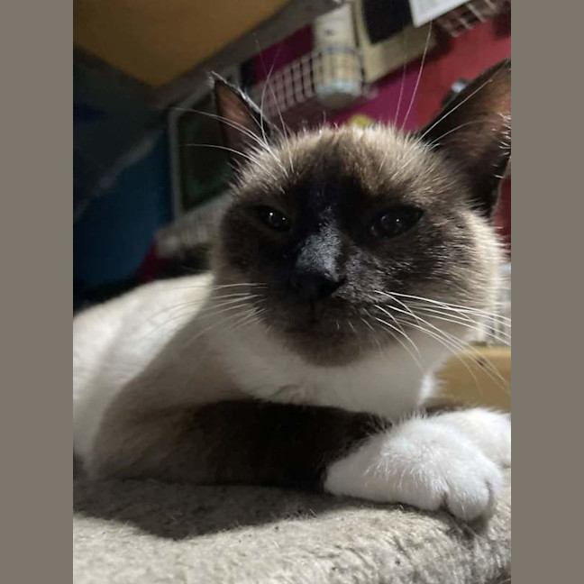 Photo of Lucky