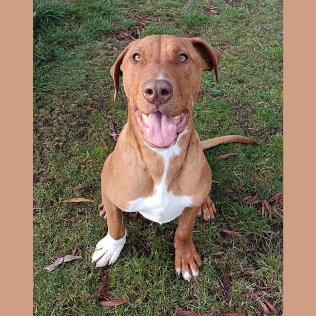 Photo of Stimpy