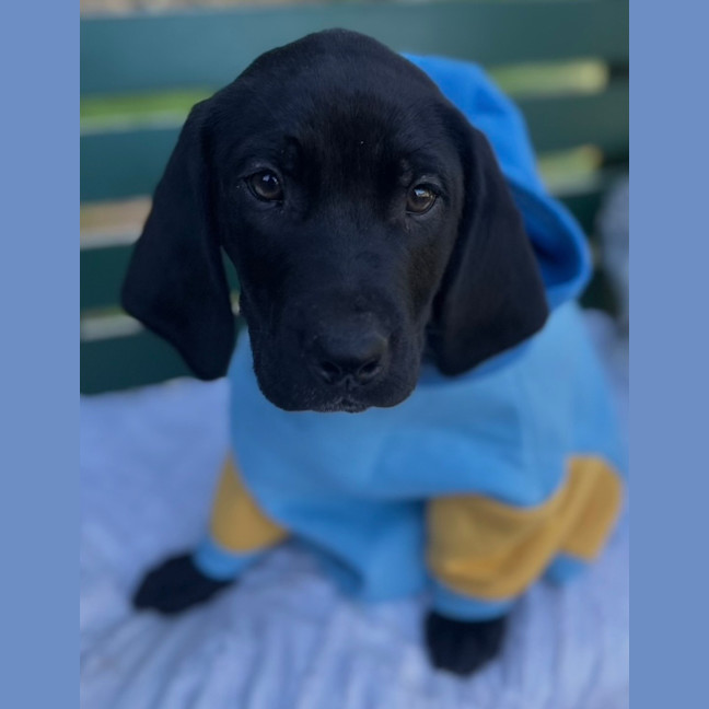 Photo of Fair Dinkum