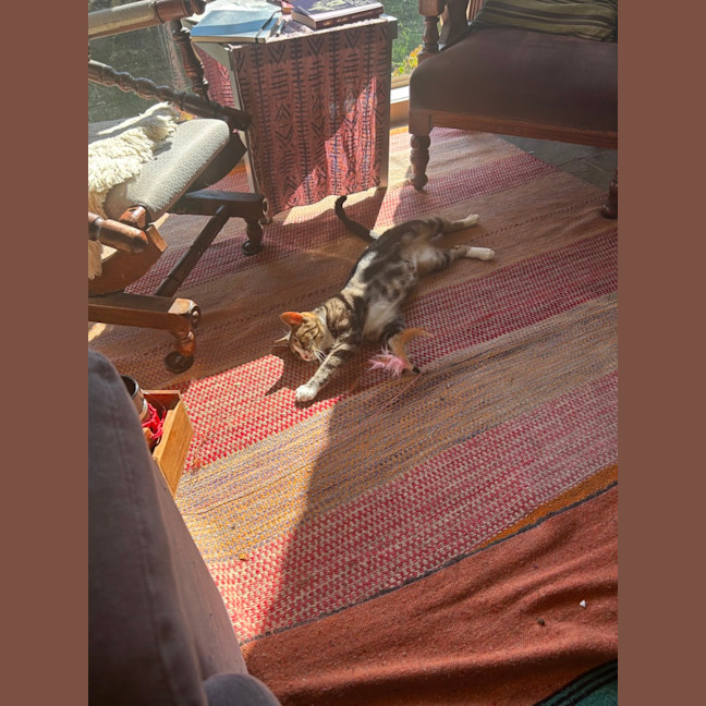 Photo of Winter *9 Lives Project Rescue*