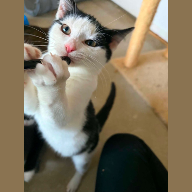 Photo of Banjo