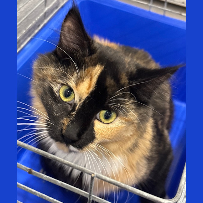 Photo of Pepsi