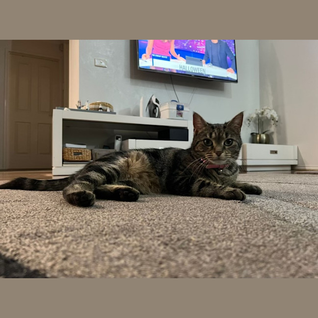 Photo of Lucy *9 Lives Project Rescue*