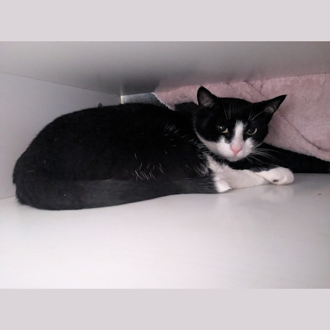 Photo of Lilo