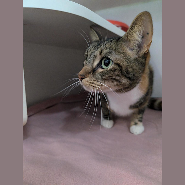 Photo of Nala 