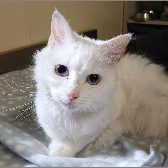 Photo of Elsa