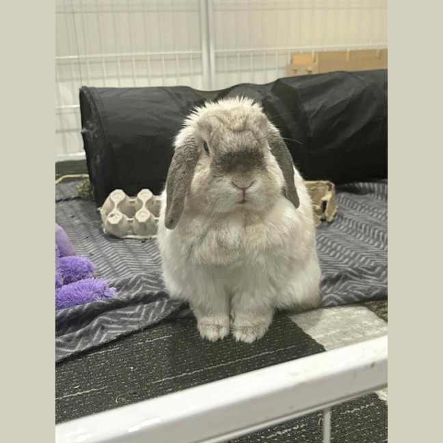 Photo of Gorgeous Milo