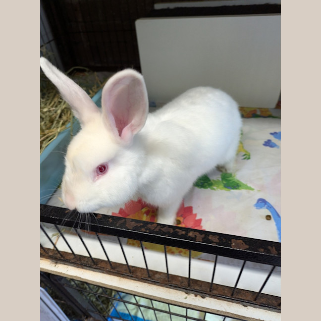 Photo of Gabriel (Gabe)