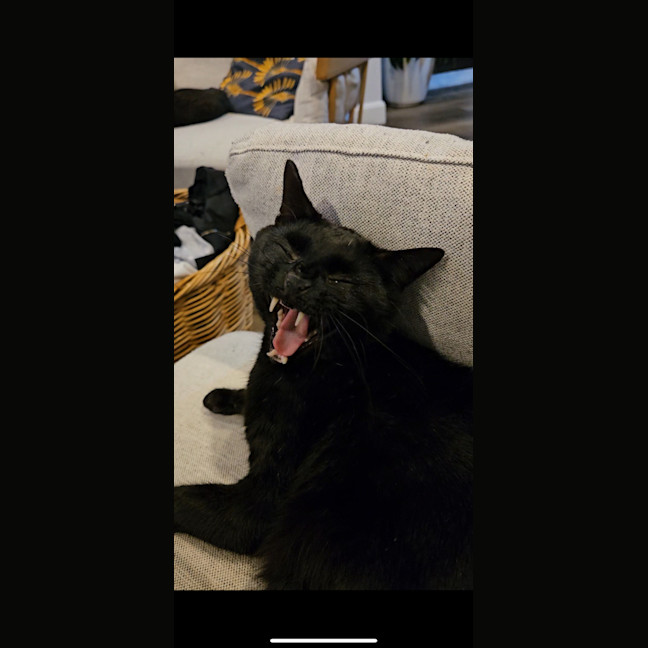 Photo of 🐾 Max 🐾