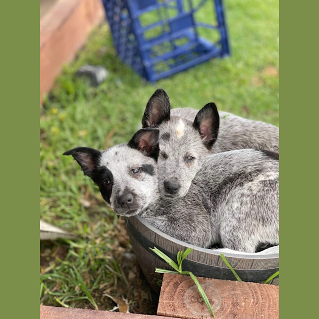 Photo of Patch And Belle