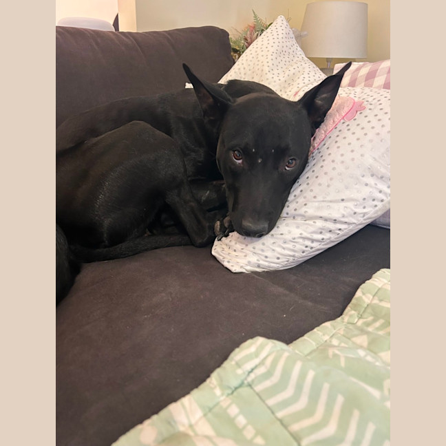 Photo of Freddie (Vic)