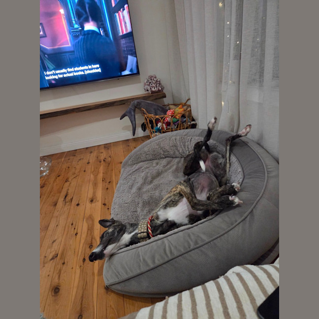 Photo of Maia, The Greyhound