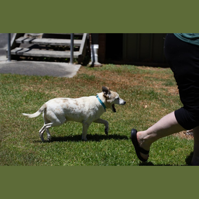 Photo of Rex   14 Year Old Mini Foxie