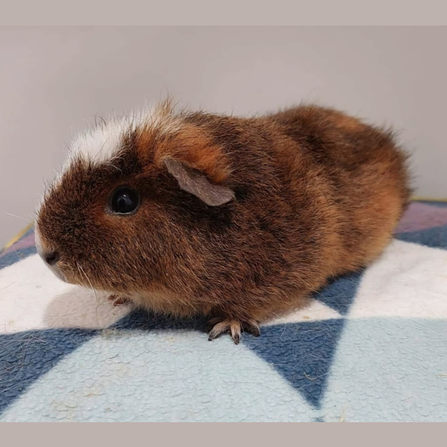 Photo of Leila