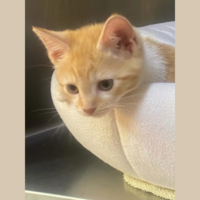 Photo of Honey