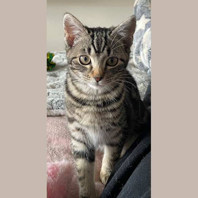 Photo of Peppa