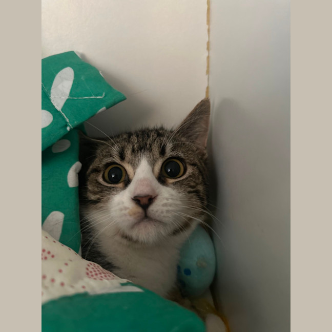 Photo of Cotton