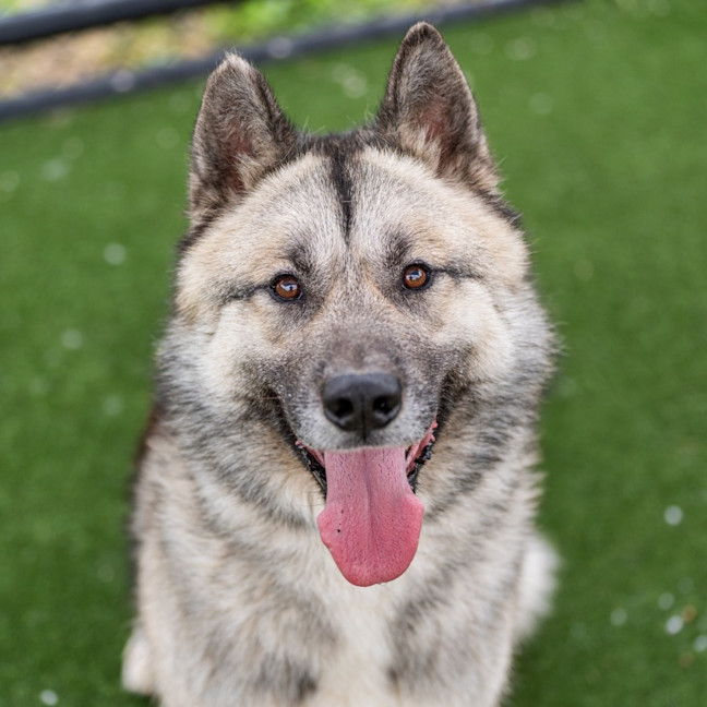 Photo of Kota Imp 2121