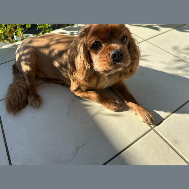 Photo of Todd And Copper