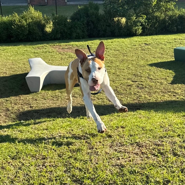 Photo of Boopington Mc Zoomie