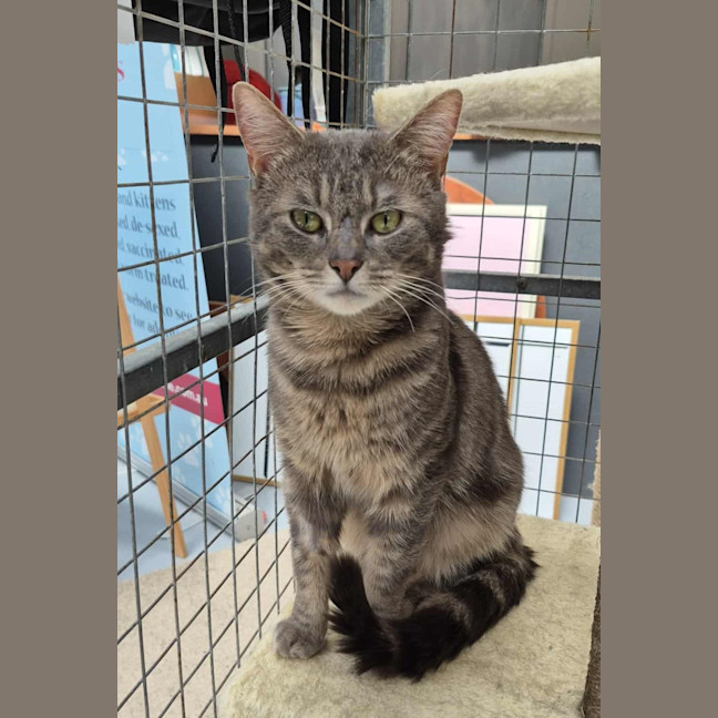 Photo of Bernie The 2nd **2nd Chance Cat Rescue**