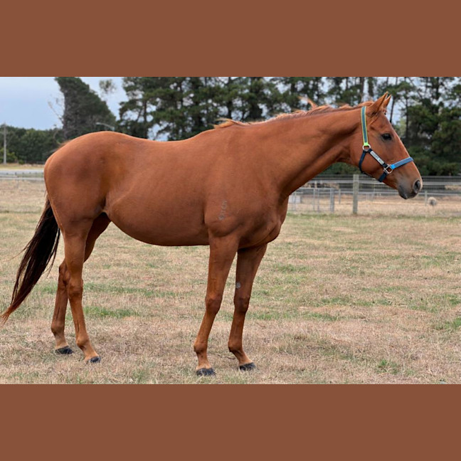 Photo of Miss Nibbles