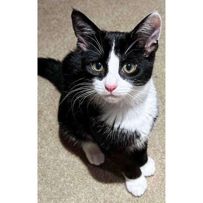 Photo of 11079   Francesca