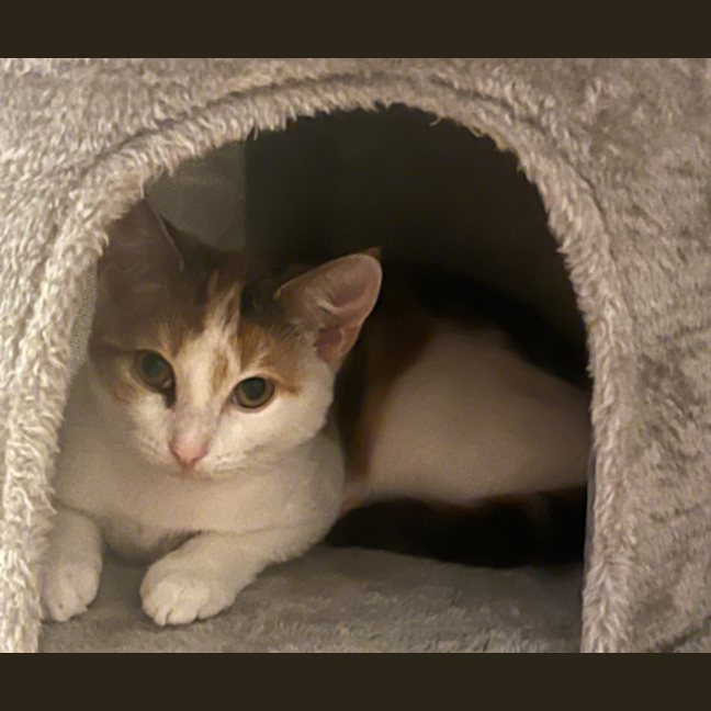 Photo of Annabelle