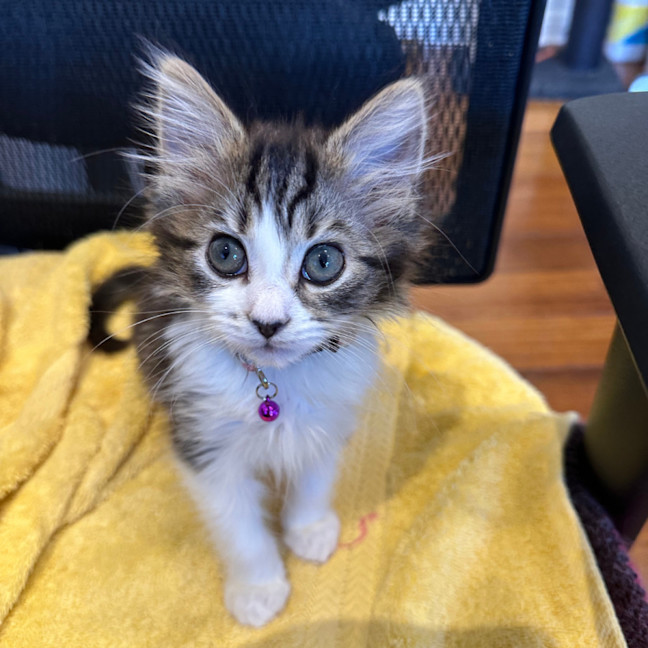 Photo of Fifi