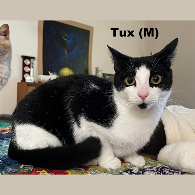 Photo of Tux