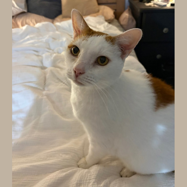 Photo of Gus   10 Year Old Domestic Short Hair