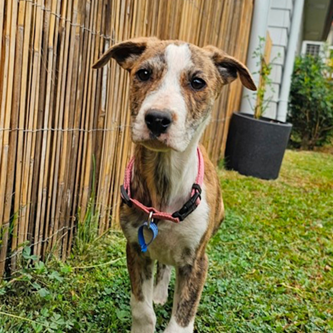 Photo of Dandie *$350 Adoption Fee*
