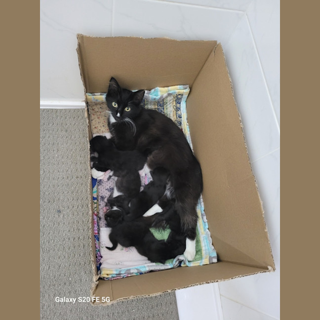 Photo of 💕 Phoebe Buffay 💕