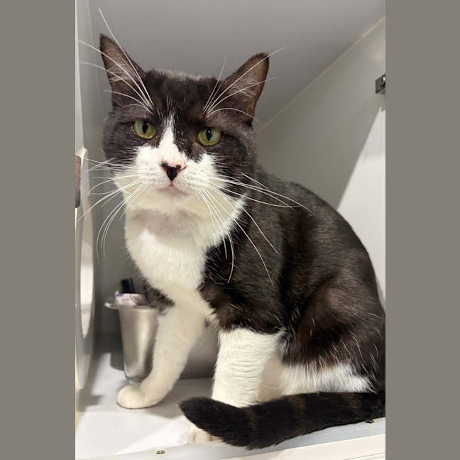 Photo of Oreo