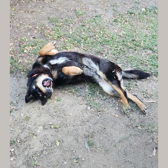 Photo of Elly *$250 Adoption Fee* 