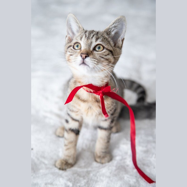Photo of Almond