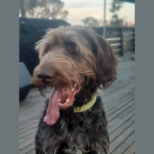 Photo of Winston