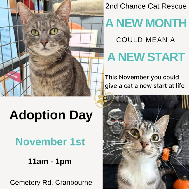 Photo of Bernie The 2nd **2nd Chance Cat Rescue**