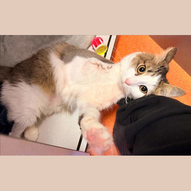 Photo of Meilani