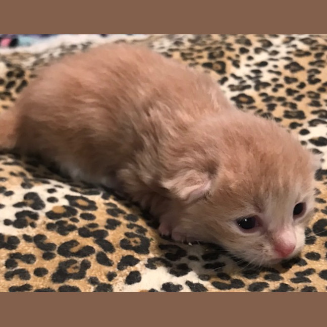 Photo of Willy Belle