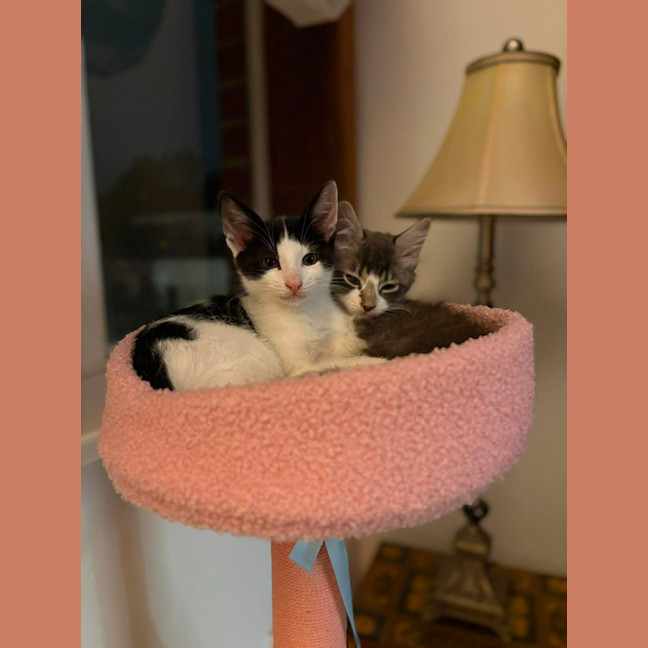Photo of Louie