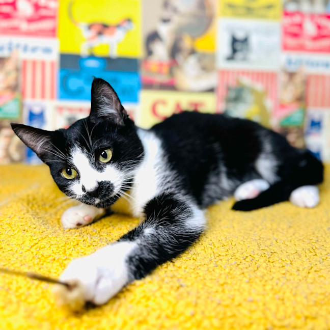 Photo of Nova   Located In Preston 