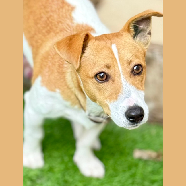 Photo of Rocket