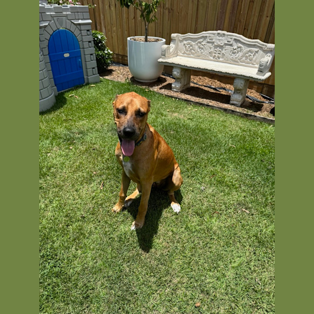 Photo of Magnum *$350 Adoption Fee*