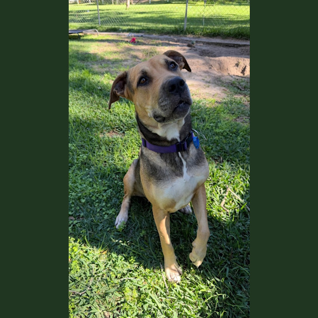 Photo of Mali *$250 Adoption Fee*