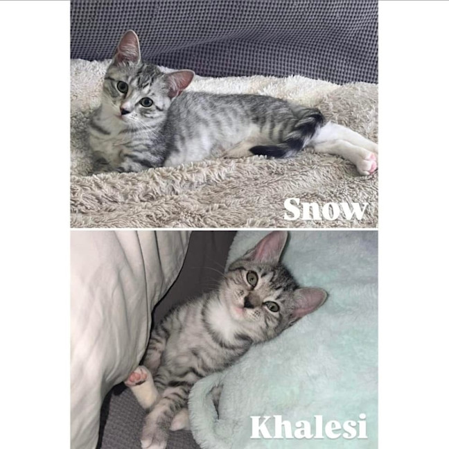 Photo of 11878/9   Khalesi & Snow